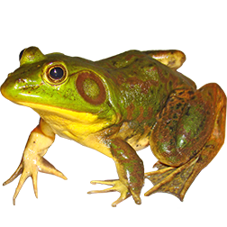 Pig Frog
